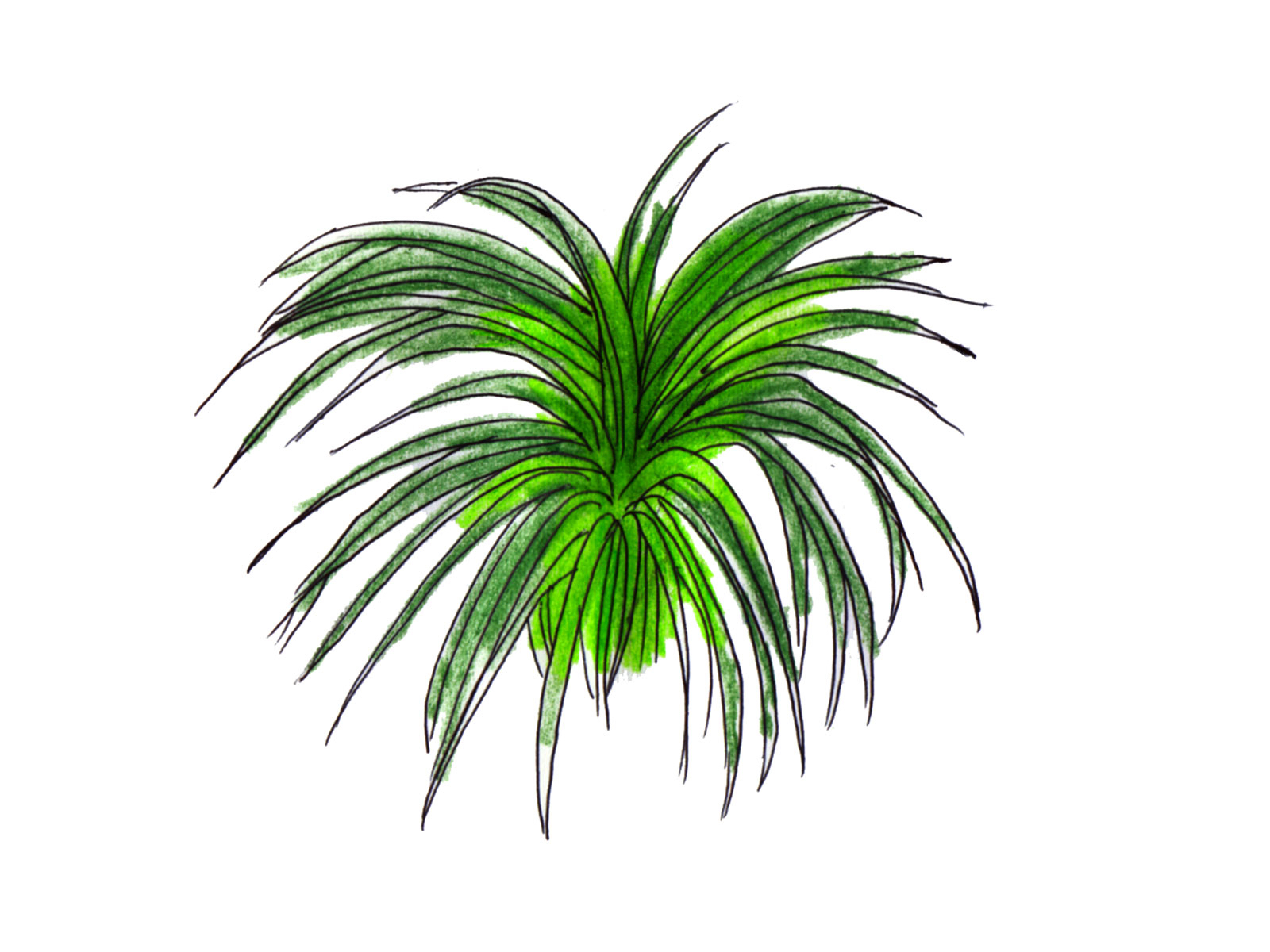 レモングラスイラスト.jpg