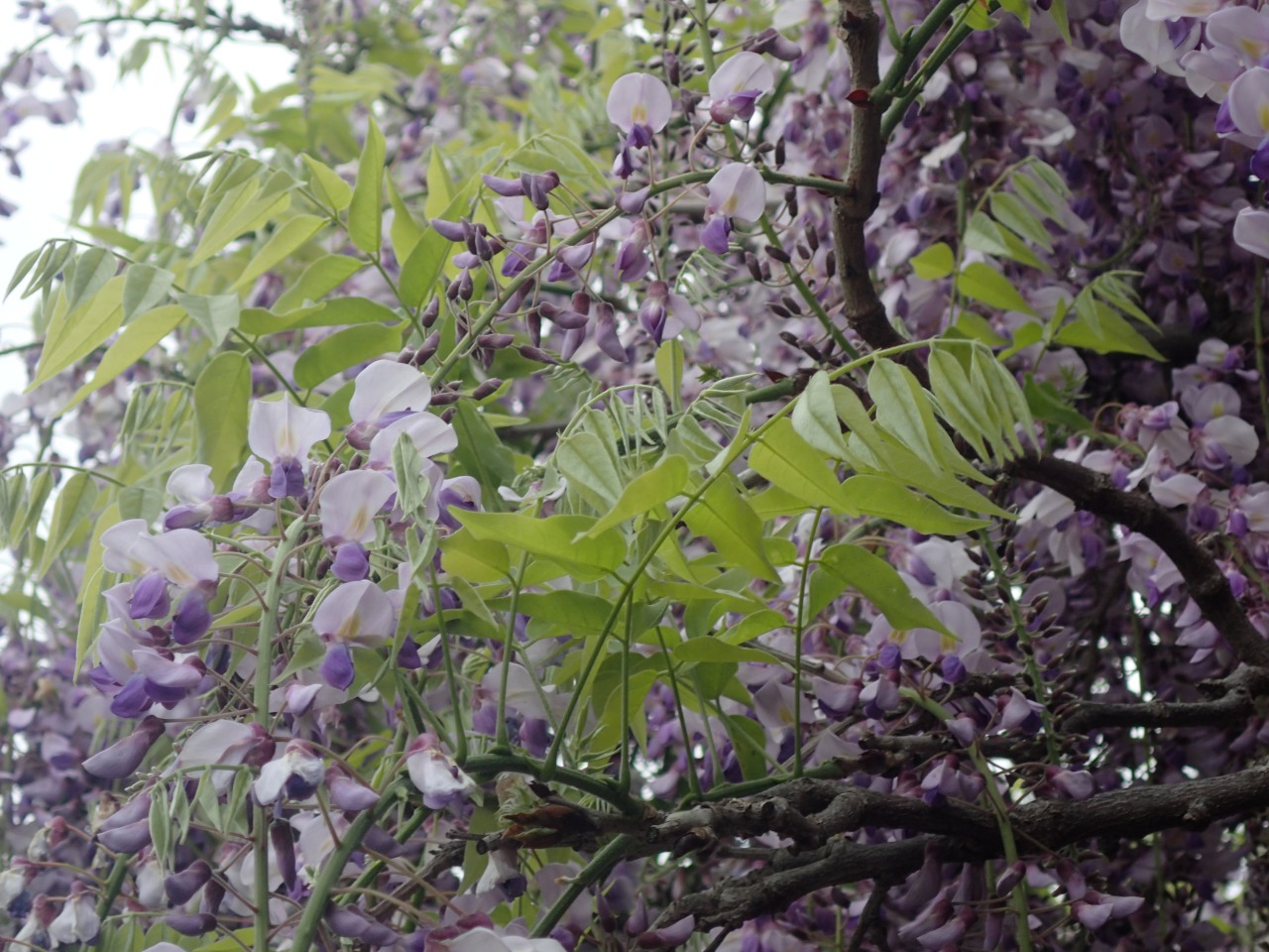 P4260231.JPG
