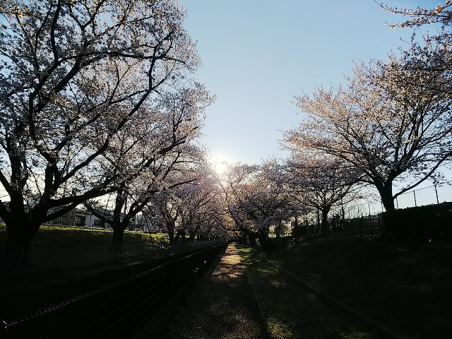 2026年桜・緑地公園②6.JPG