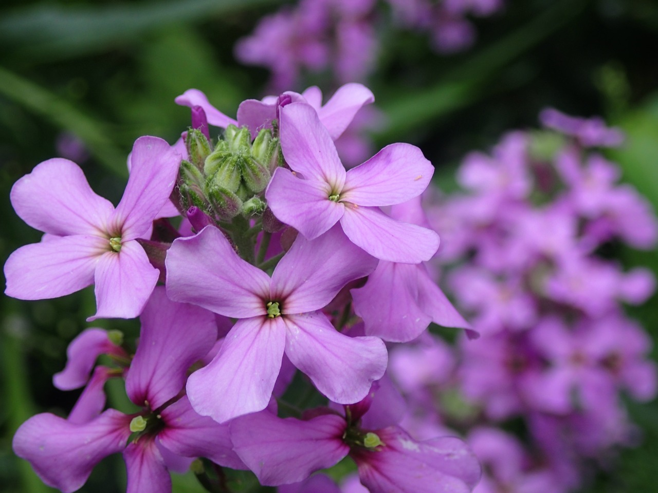 P6011022.JPG