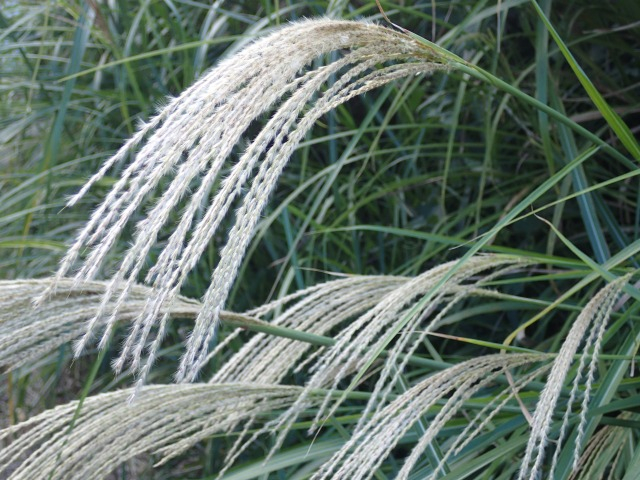PA210600.JPG