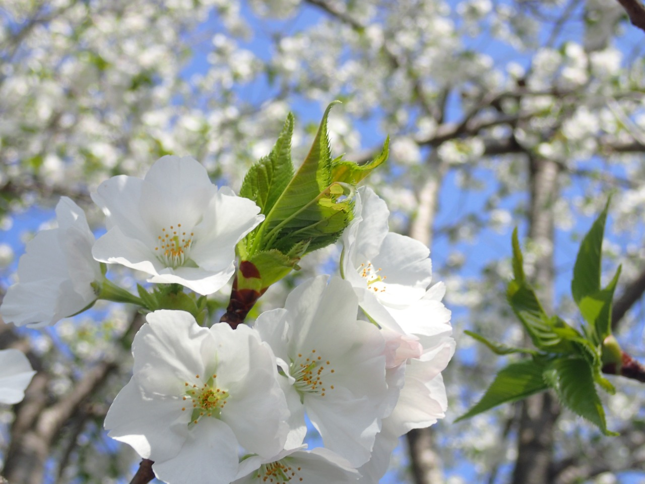 P4070823.JPG