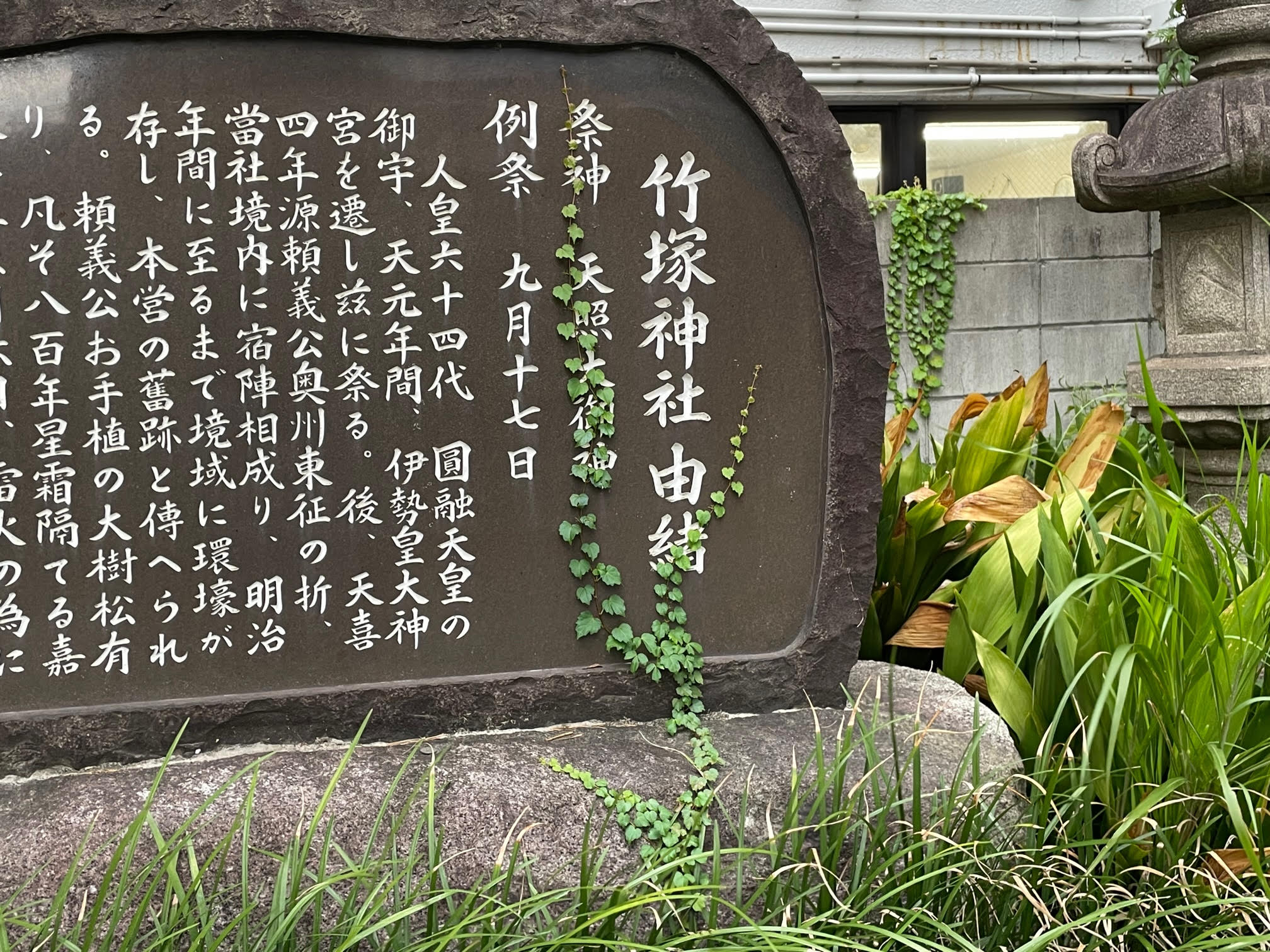 ツタ.jpg