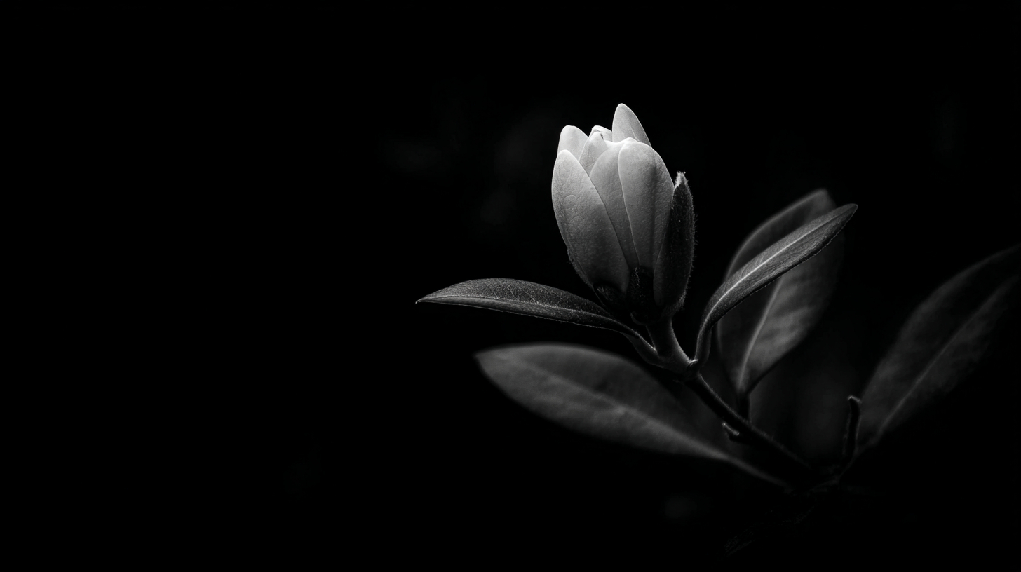 u8137539156_A_single_closed_flower_bud_in_darkness_softly_lit_ac66cfeb-e5a5-4f7c-bc72-acb68323372f_2.png