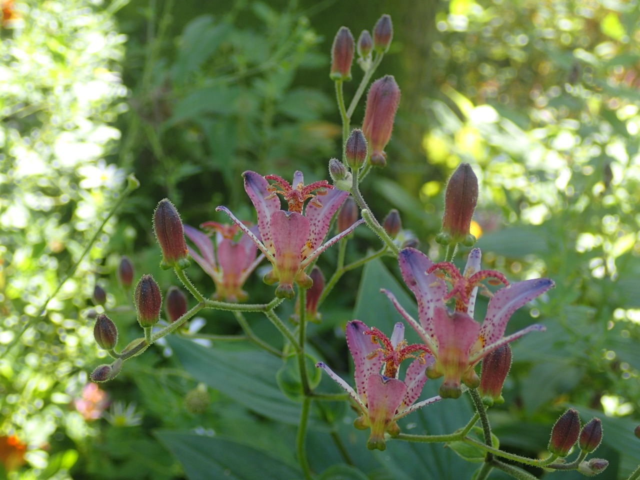 PA120665.JPG