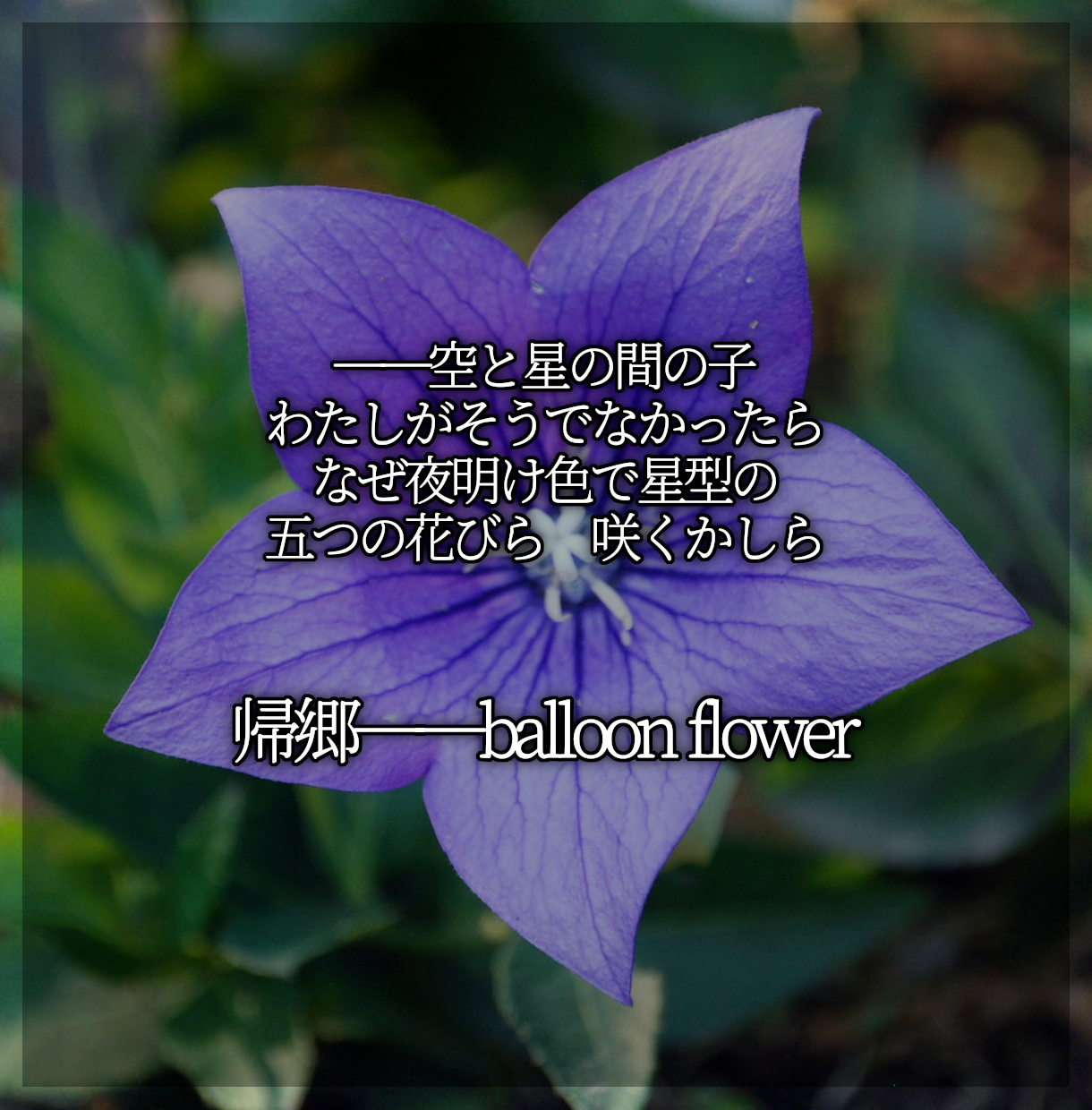 13_帰郷――balloon flower.png