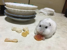 ジャンガリアン.jpg