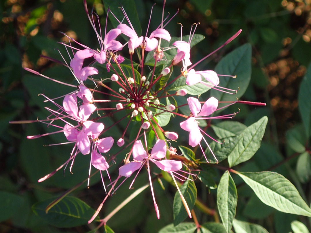 PA101357.JPG