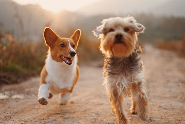 犬に不凍液 保冷剤は危険 エチレングリコール中毒の怖さとは 獣医師が解説 犬 猫専門獣医師そらん Coconalaブログ 犬に不凍液 保冷剤は危険 エチレングリコール中毒の怖さとは 獣医師が解説 犬 猫専門獣医師そらん Coconalaブログ