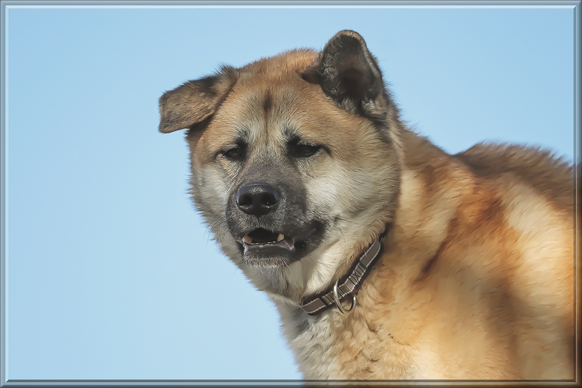 akita-5092165.jpg