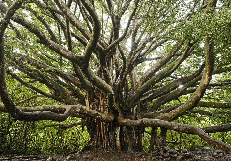 龍の木 ガジュマル 2.jpg