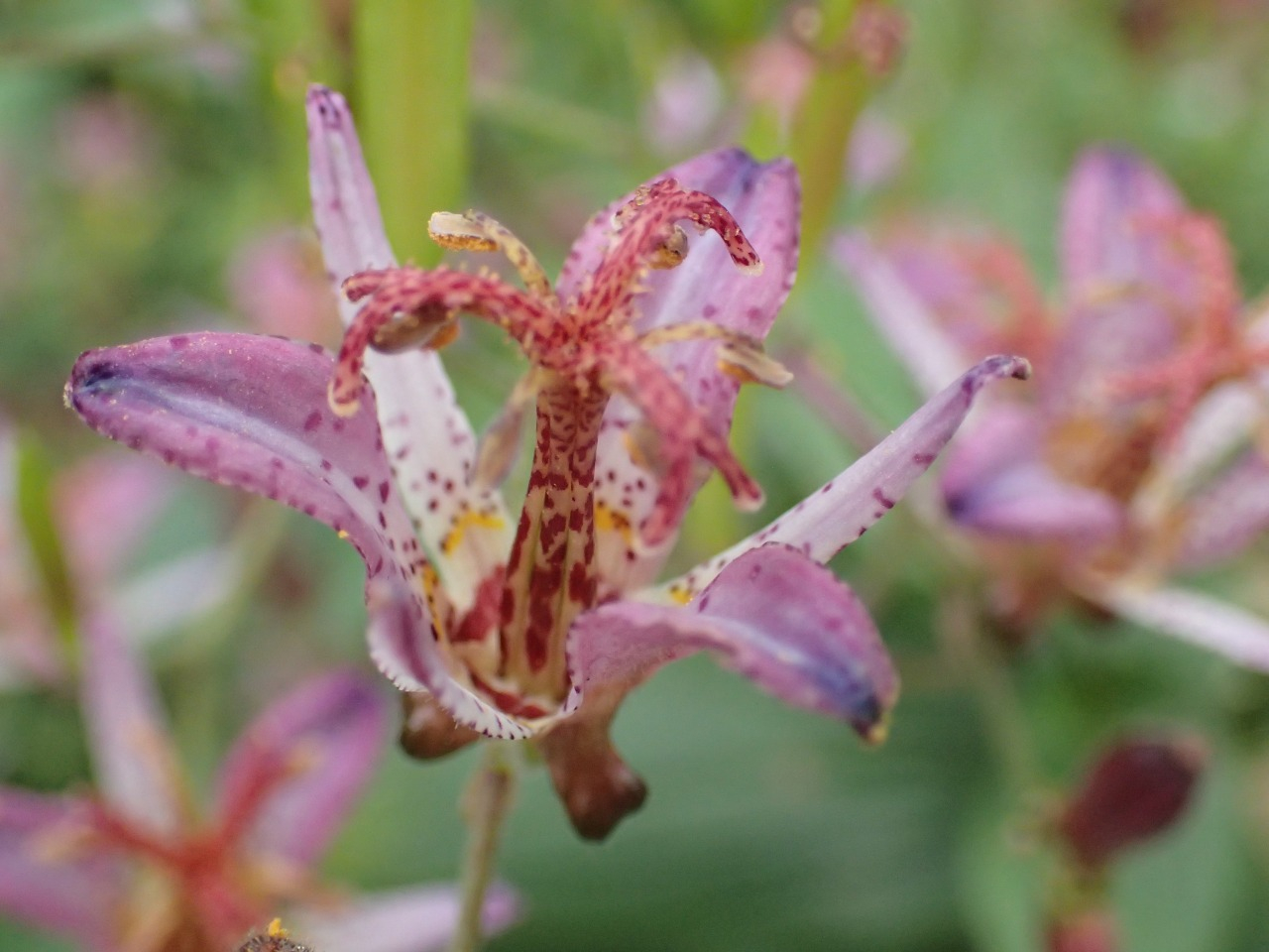 PA261277.JPG