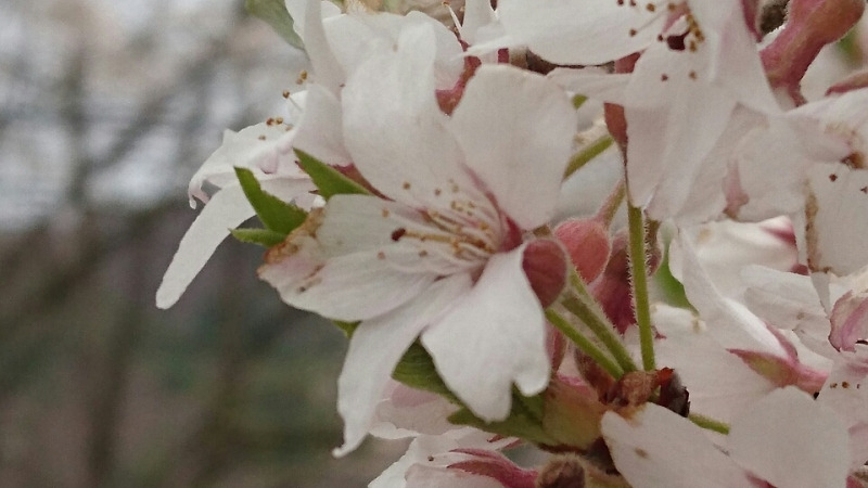 o0800045013631443828 (1).jpg