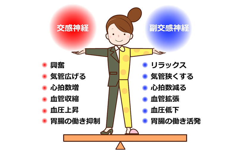 自律神経.jpg