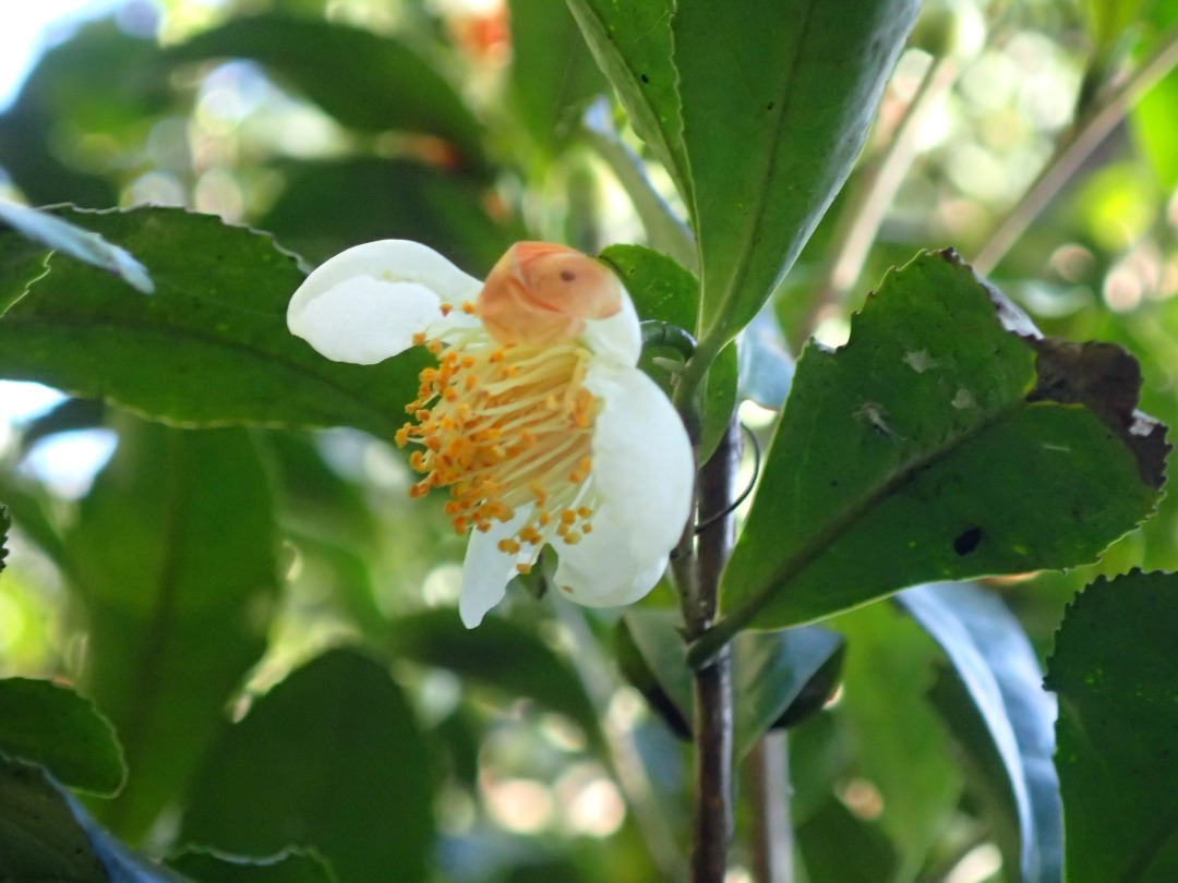 PA100456.JPG