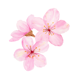 sakura.png