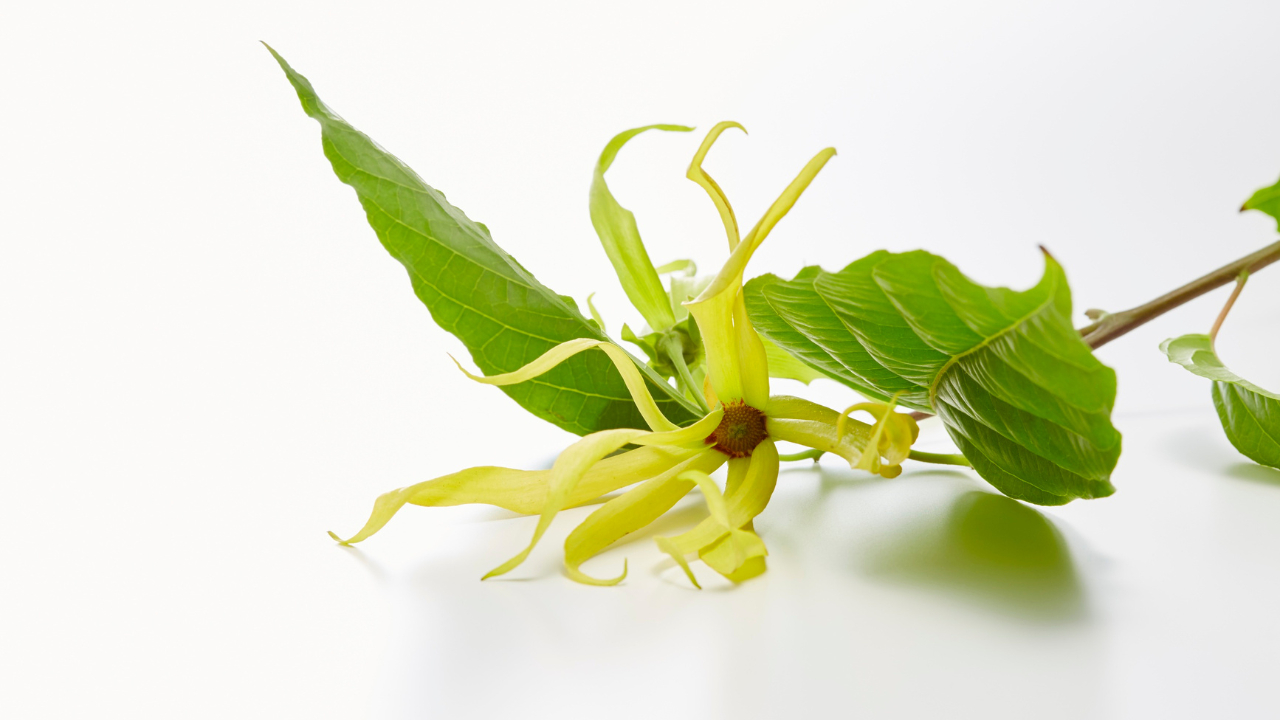 占い - 2025-06-23T215918.741.png