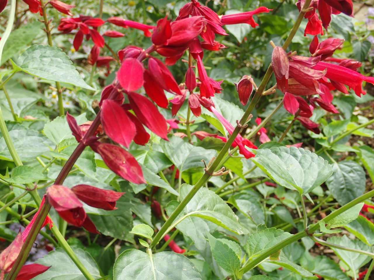 PA120551.JPG