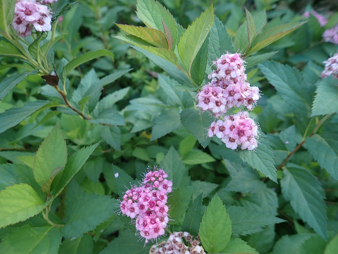 PB010878.JPG