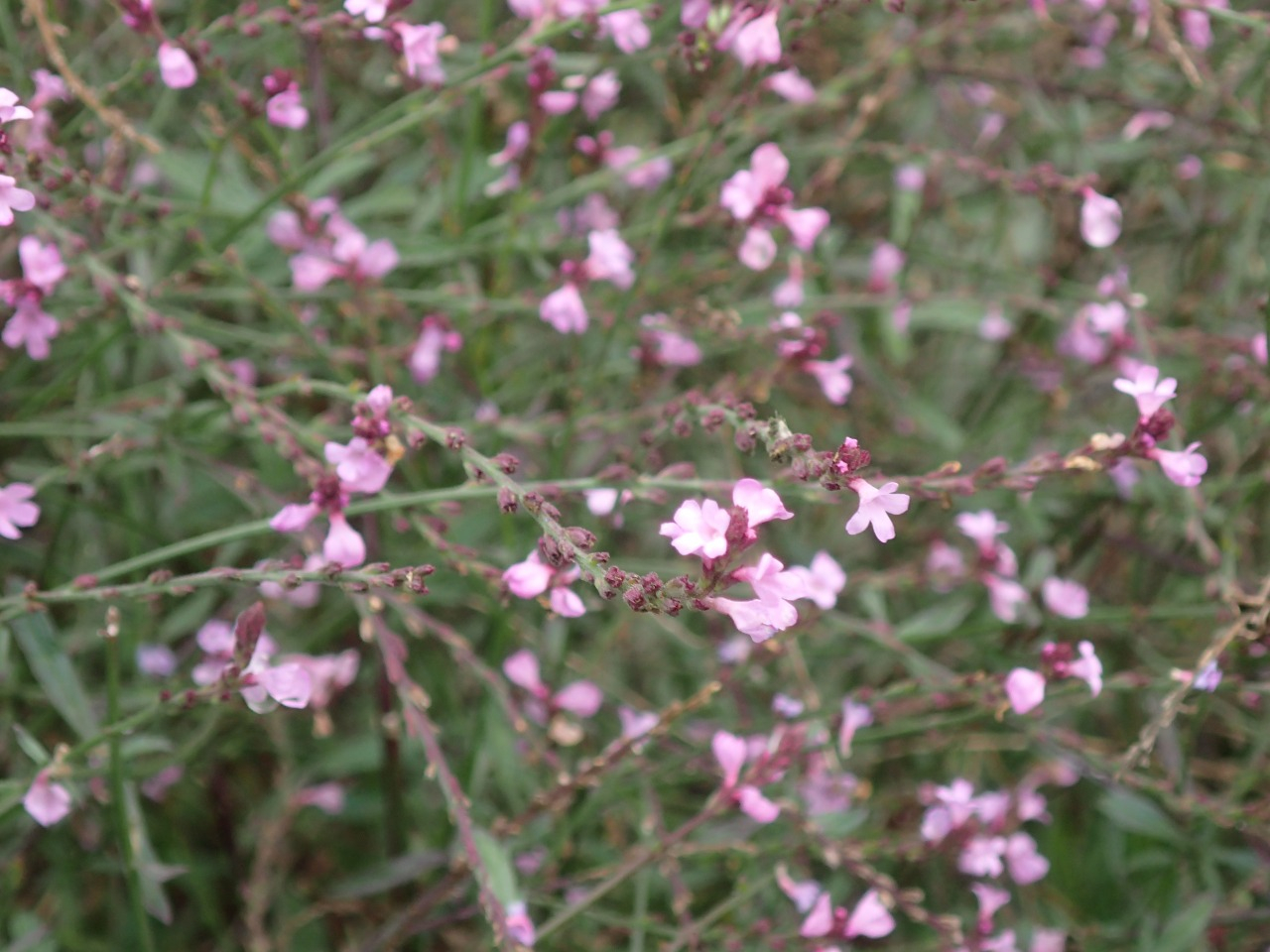 PA120206.JPG