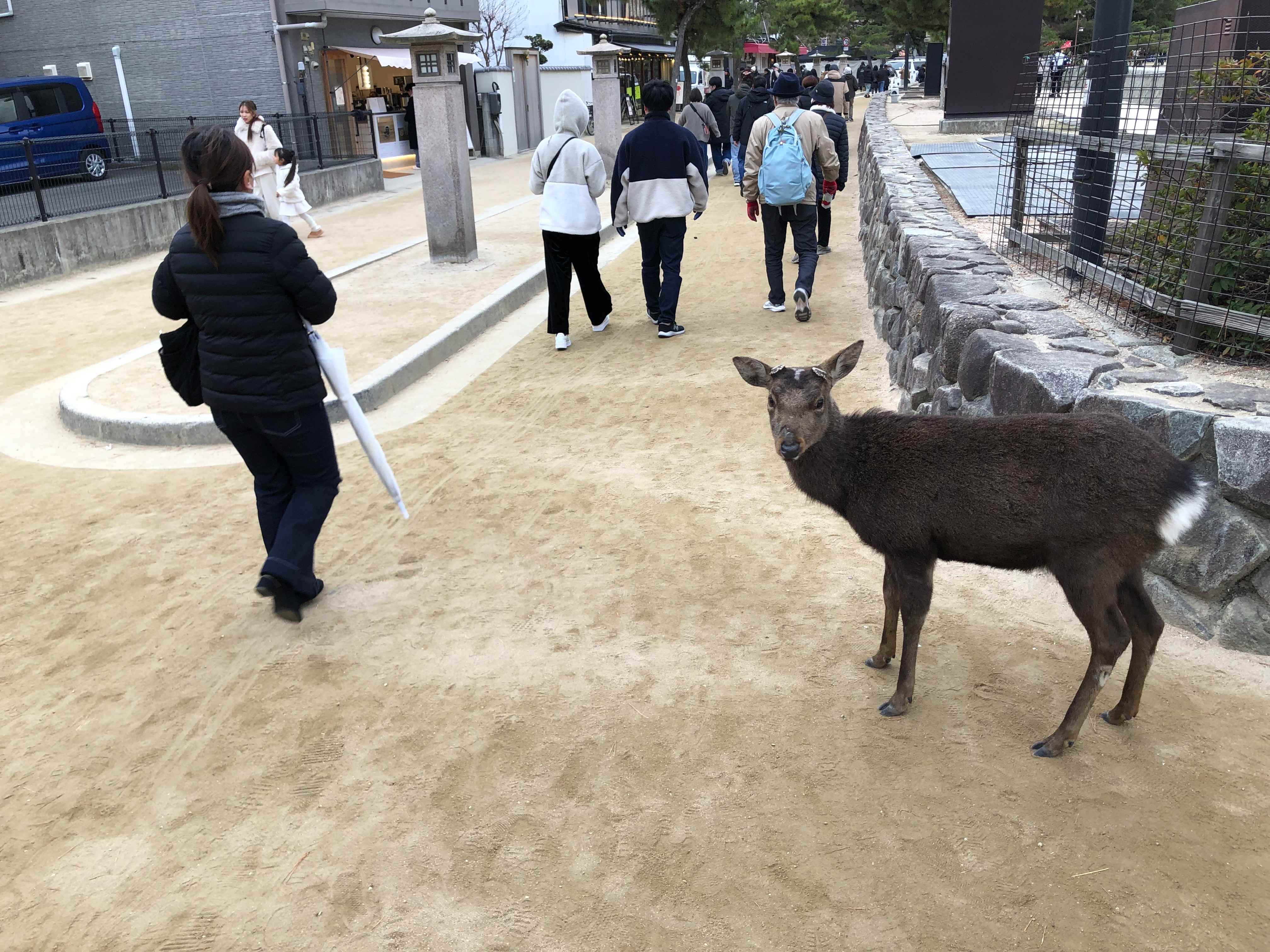 2026.1.1 miyajima-01.jpg