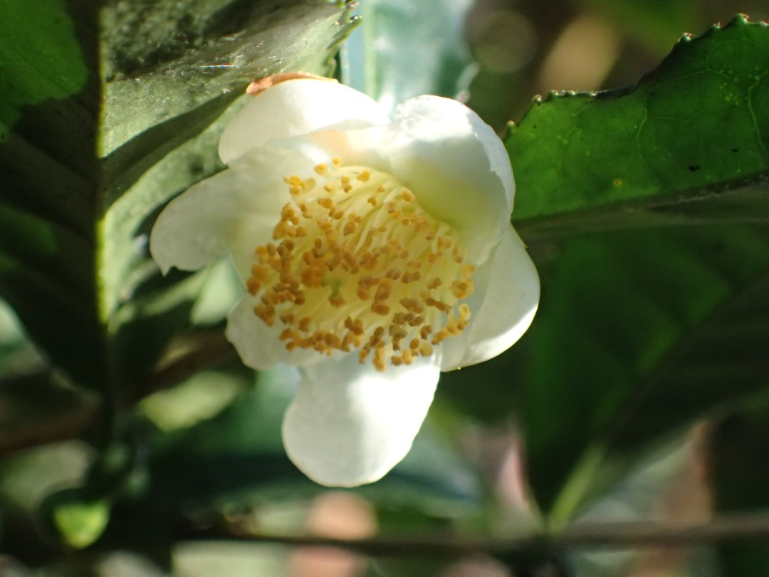 PA100467.JPG