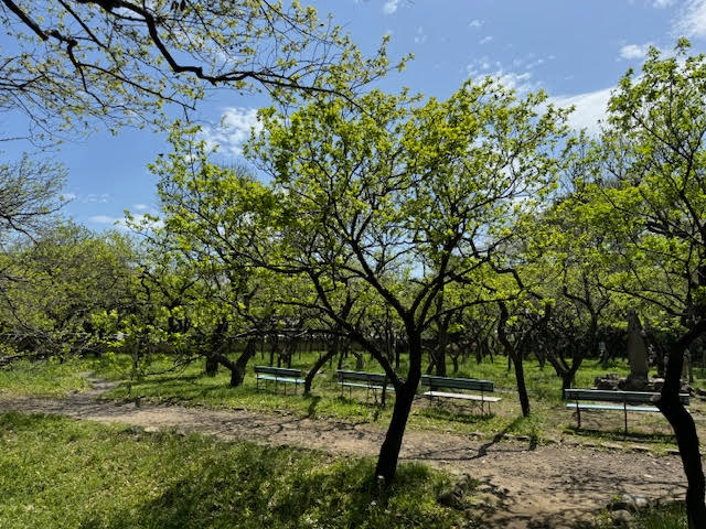 梅園.jpg