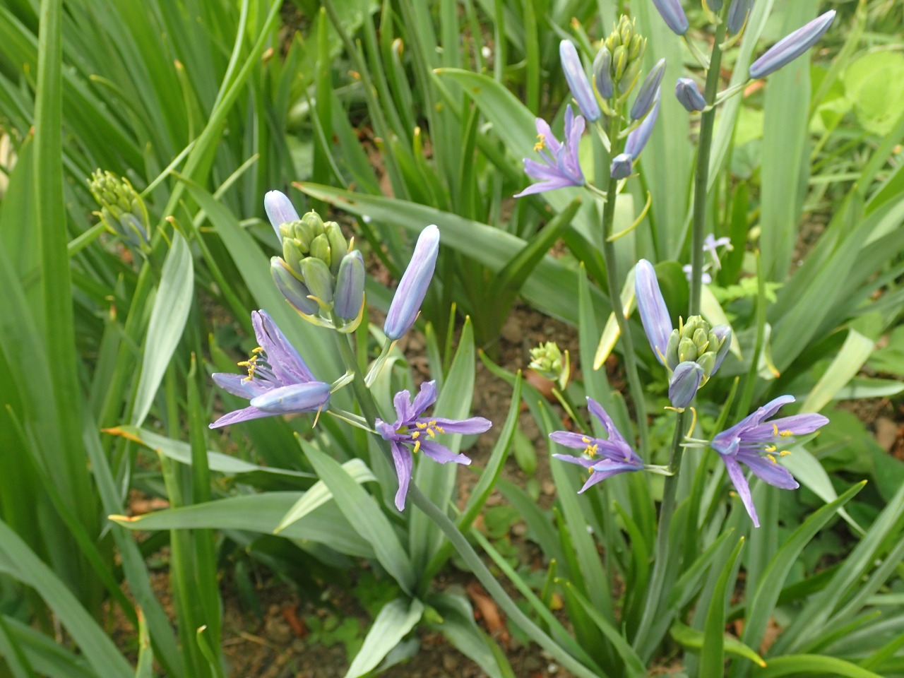 P4200007.JPG