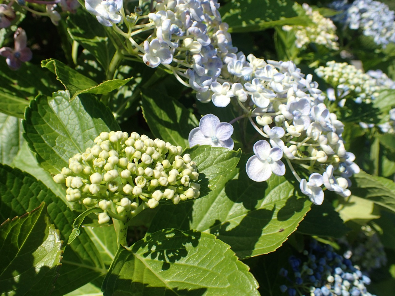 P6170664.JPG