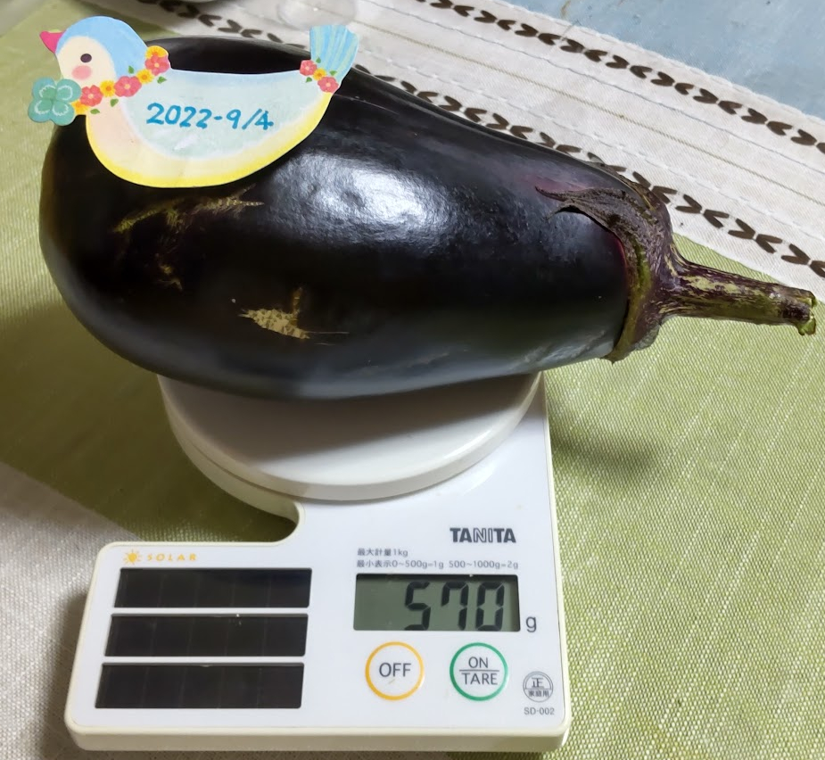 ナスの体重570g.png