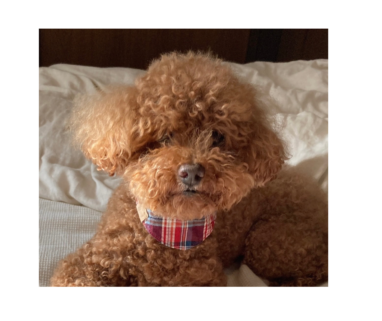 スクリーンショット 2024-08-07 10.37.45.png