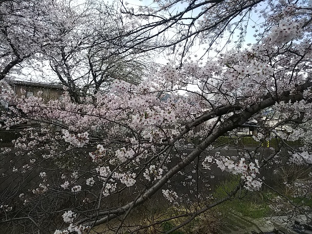 2026年の桜・三沢川①1.JPG
