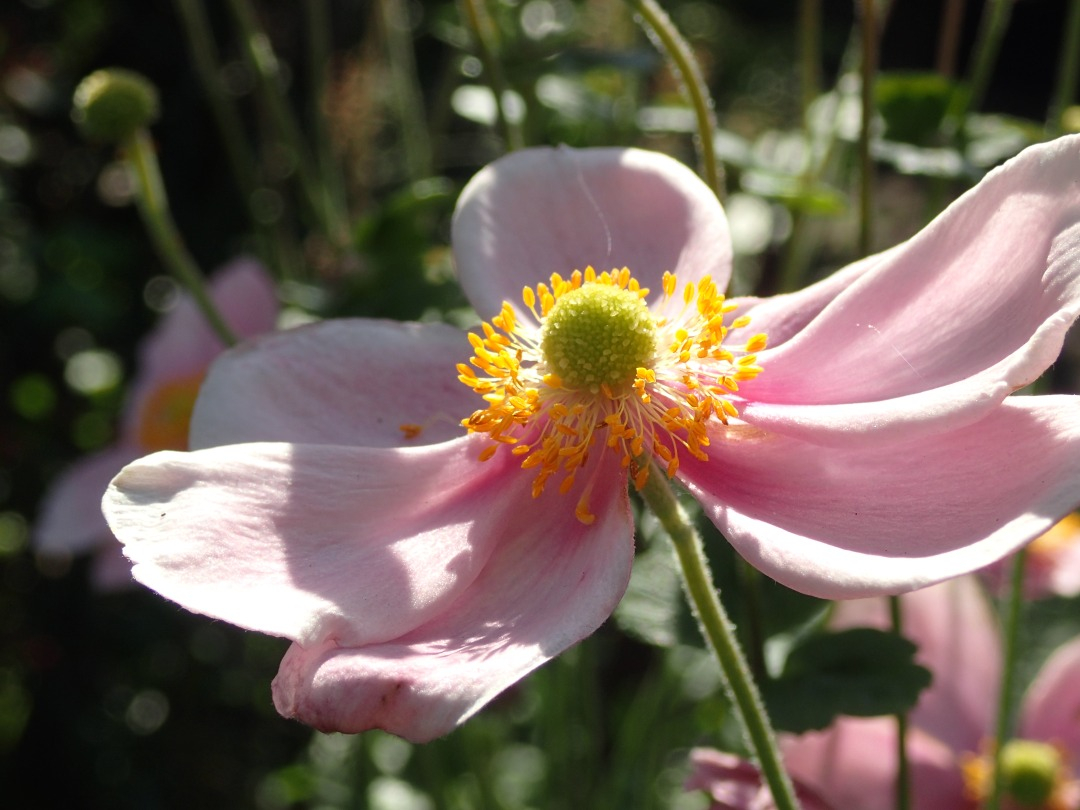 PA100380.JPG