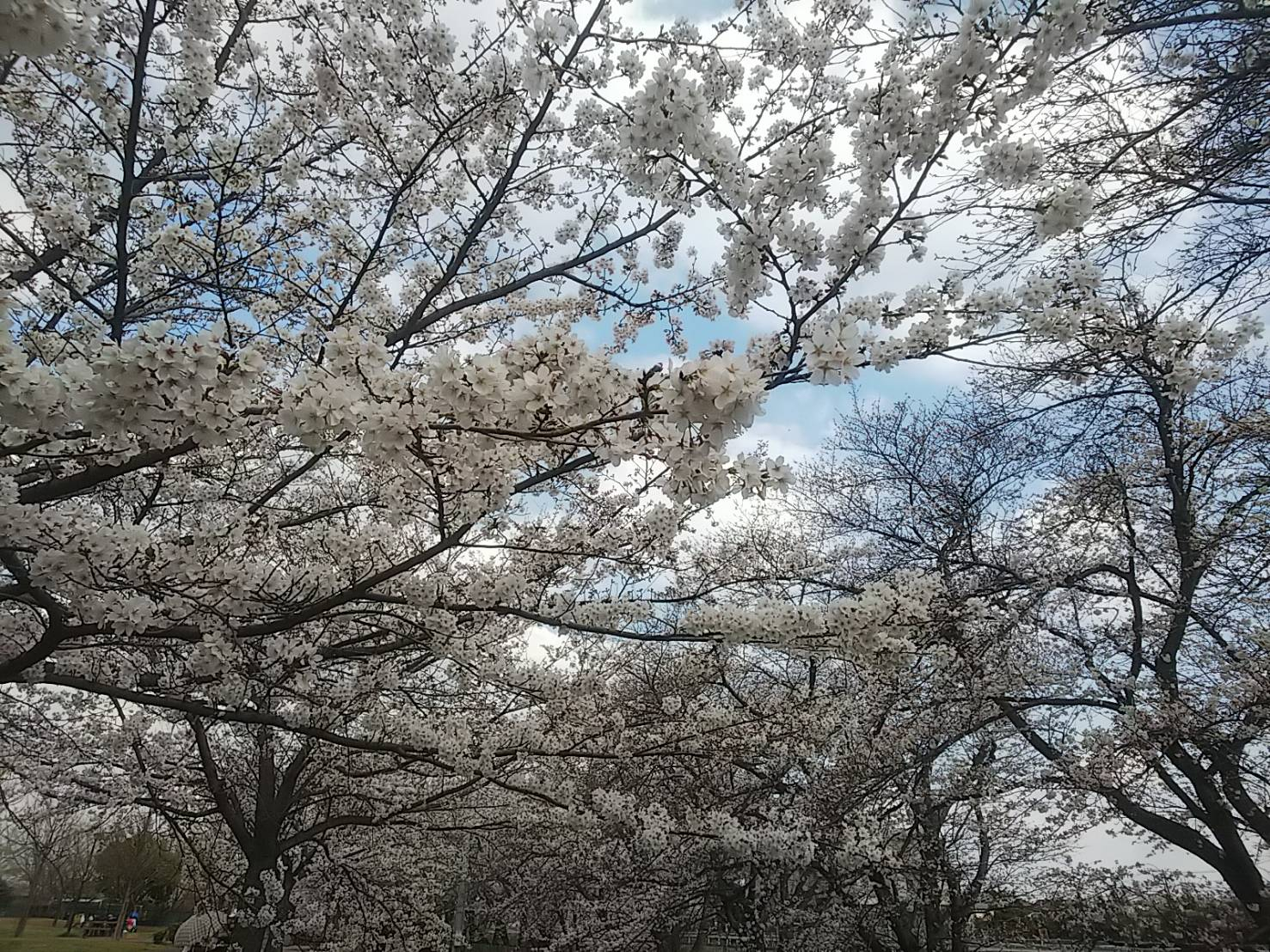 2023年桜（緑地公園）2.jpg