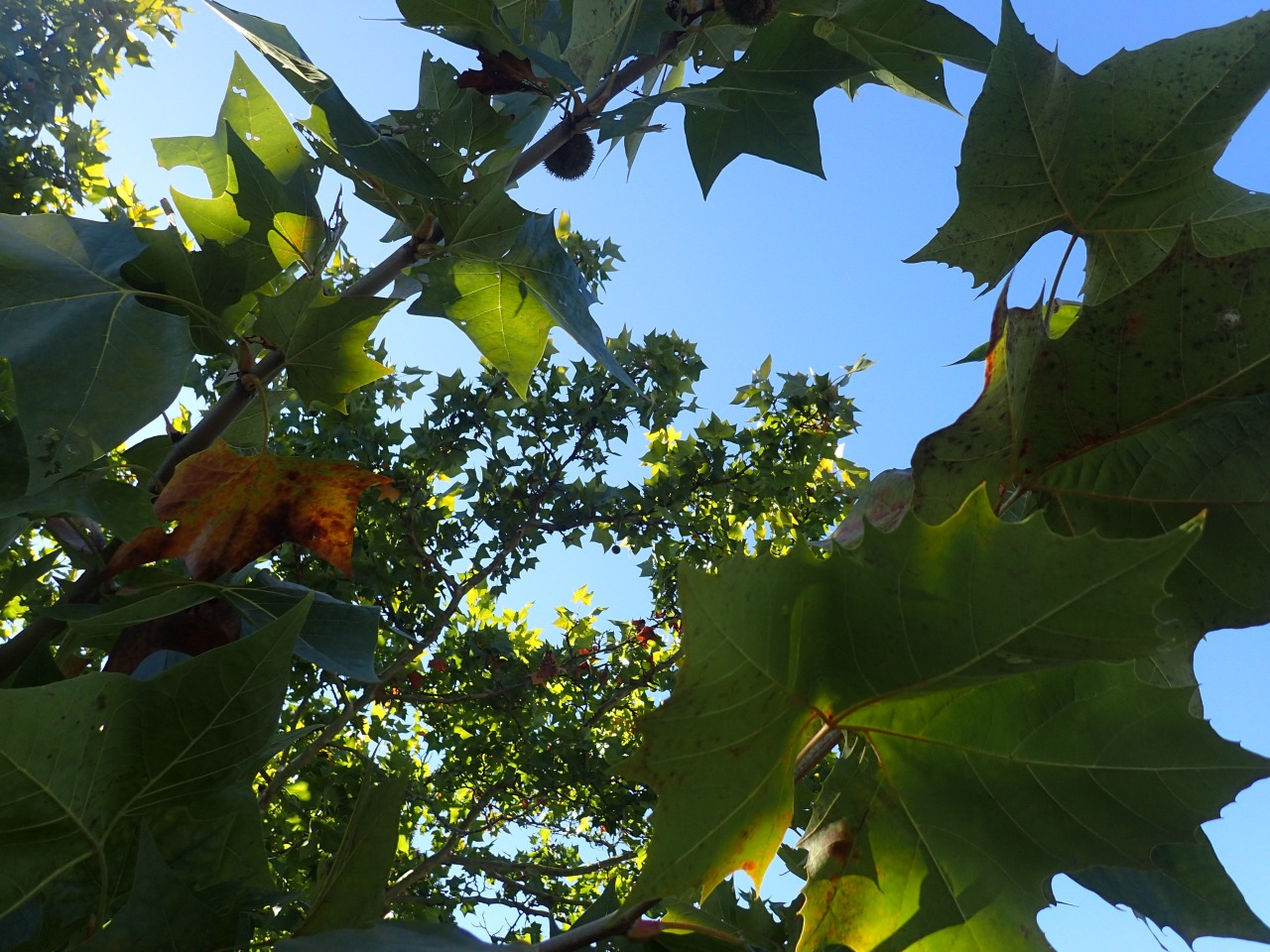 PA220808.JPG