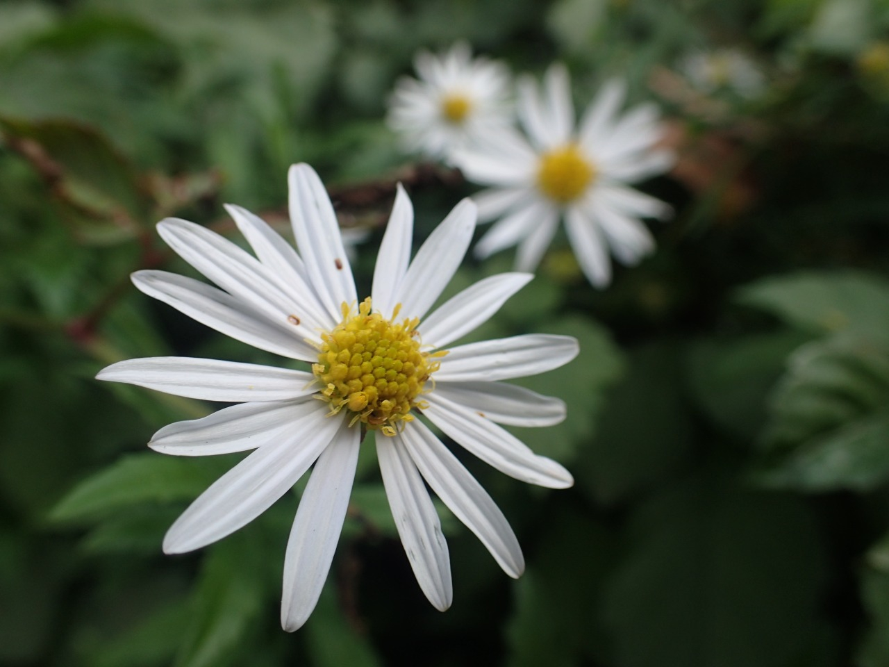 PA210325.JPG