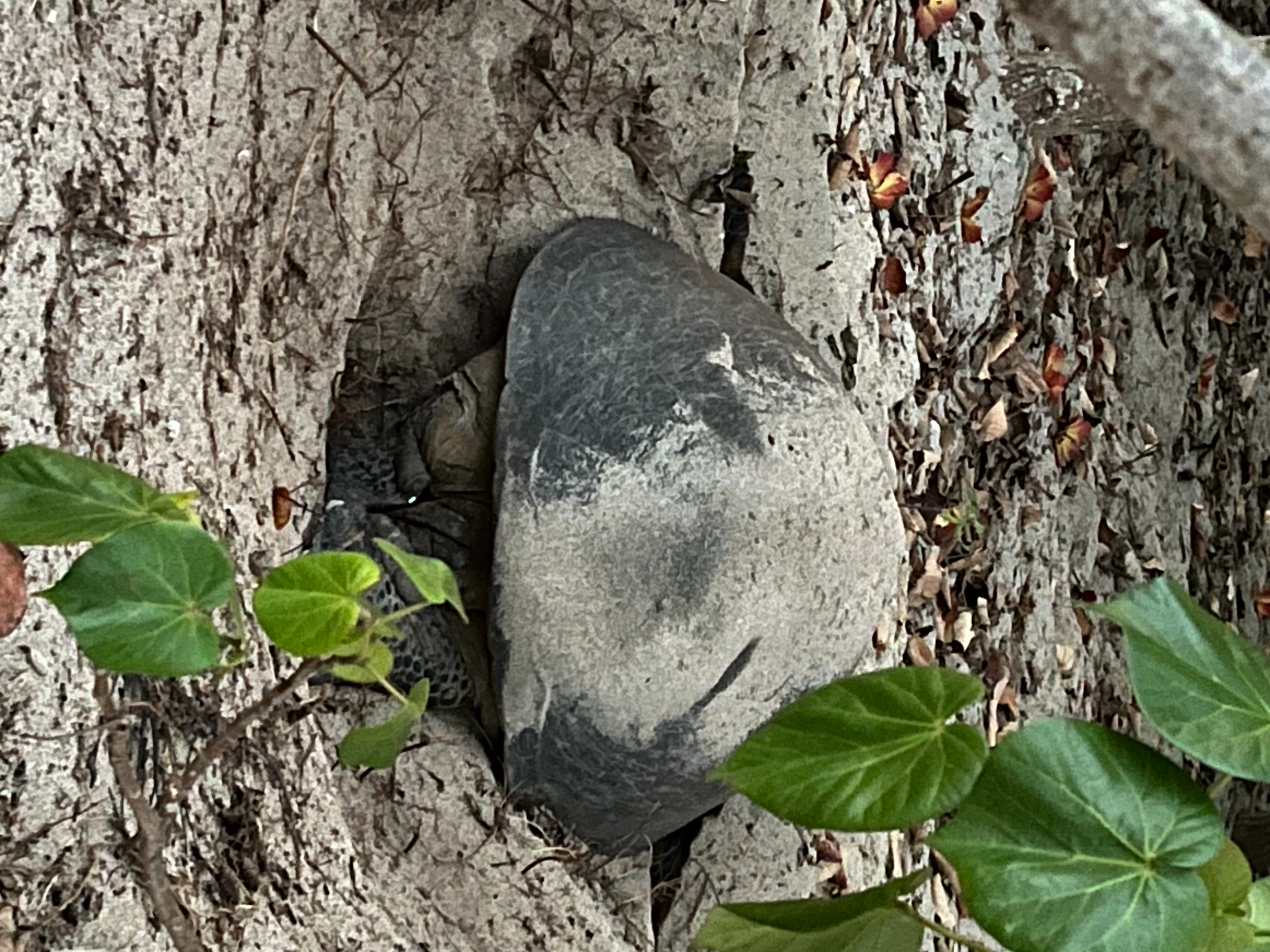 アオウミガメ母2（大村海岸にて）.jpeg
