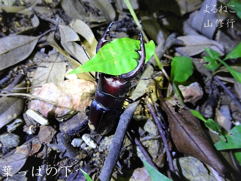 はてな候補のこぎり.JPG