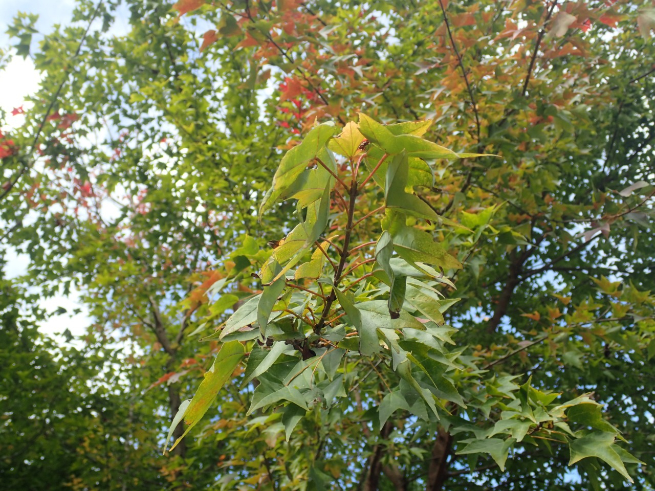 PA290324.JPG