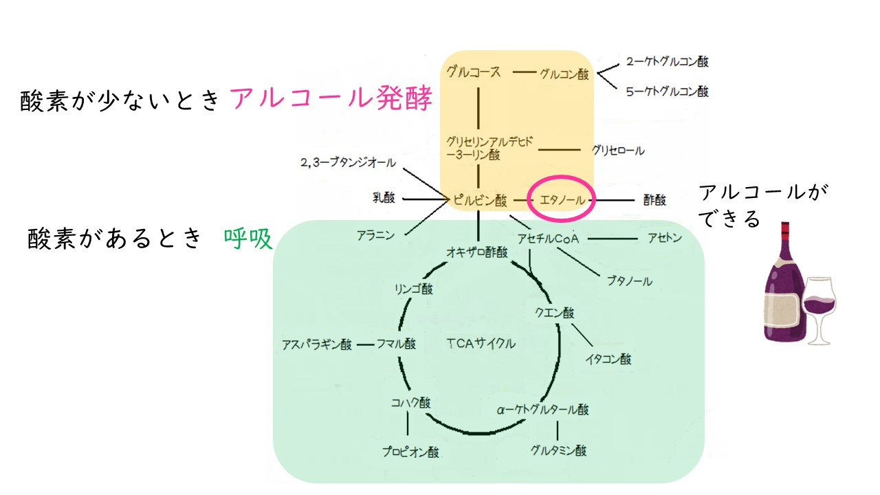 ブドウ発酵呼吸.jpg