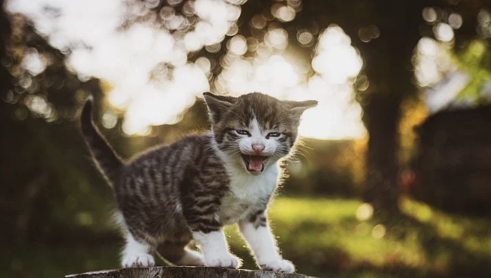 猫１.png