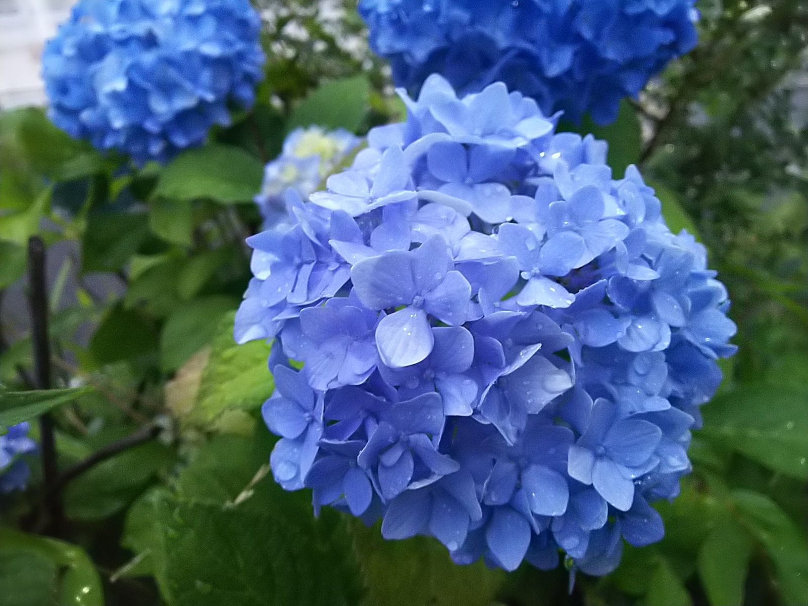紫陽花1.JPG