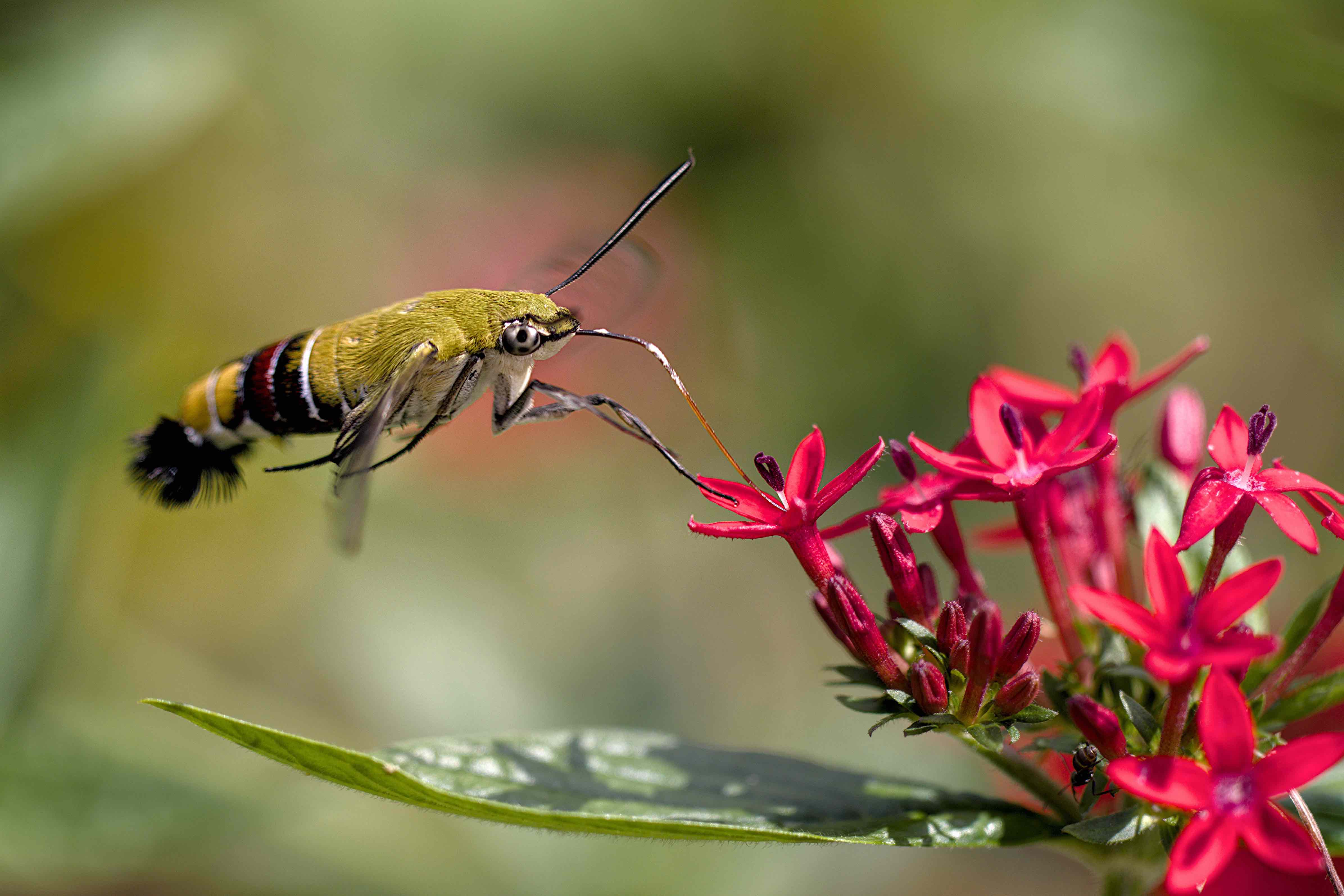 derweg-hawk-moth-8260491.jpg