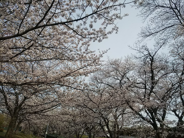 2026年桜・緑地公園①2.JPG