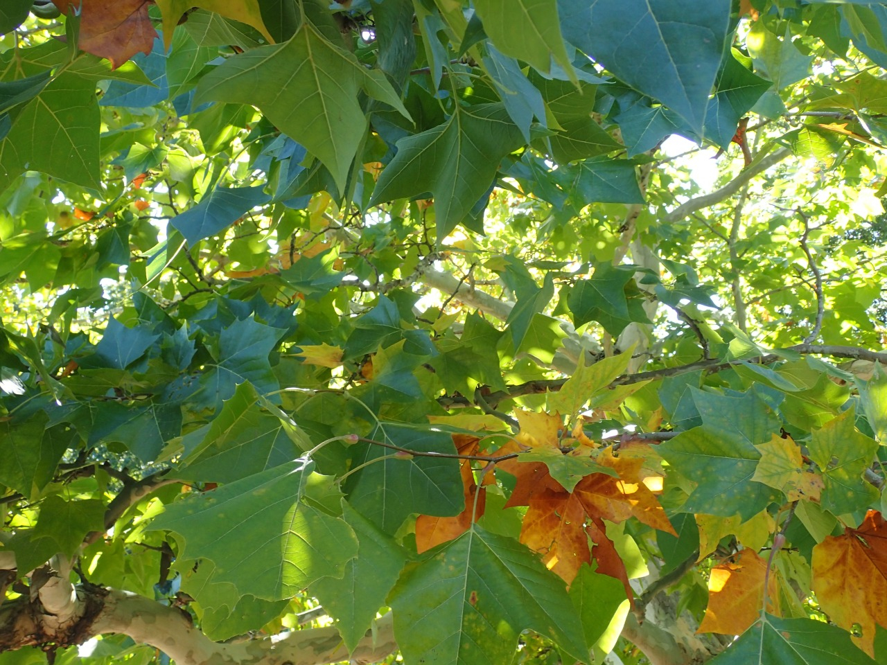 PA220825.JPG