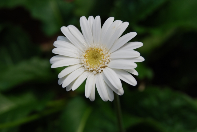 46077_s.jpg