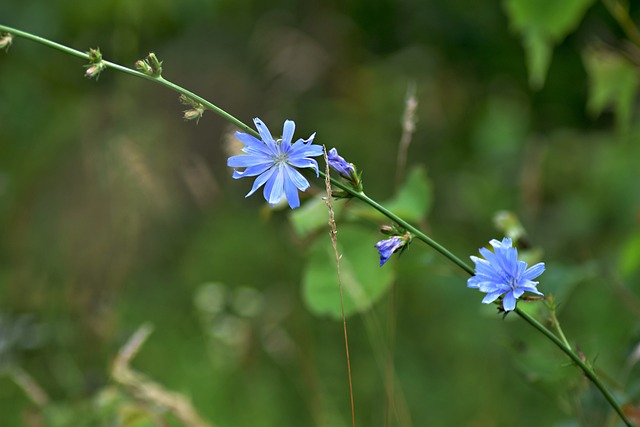 field-flower-ga8b17d7d7_640.jpg
