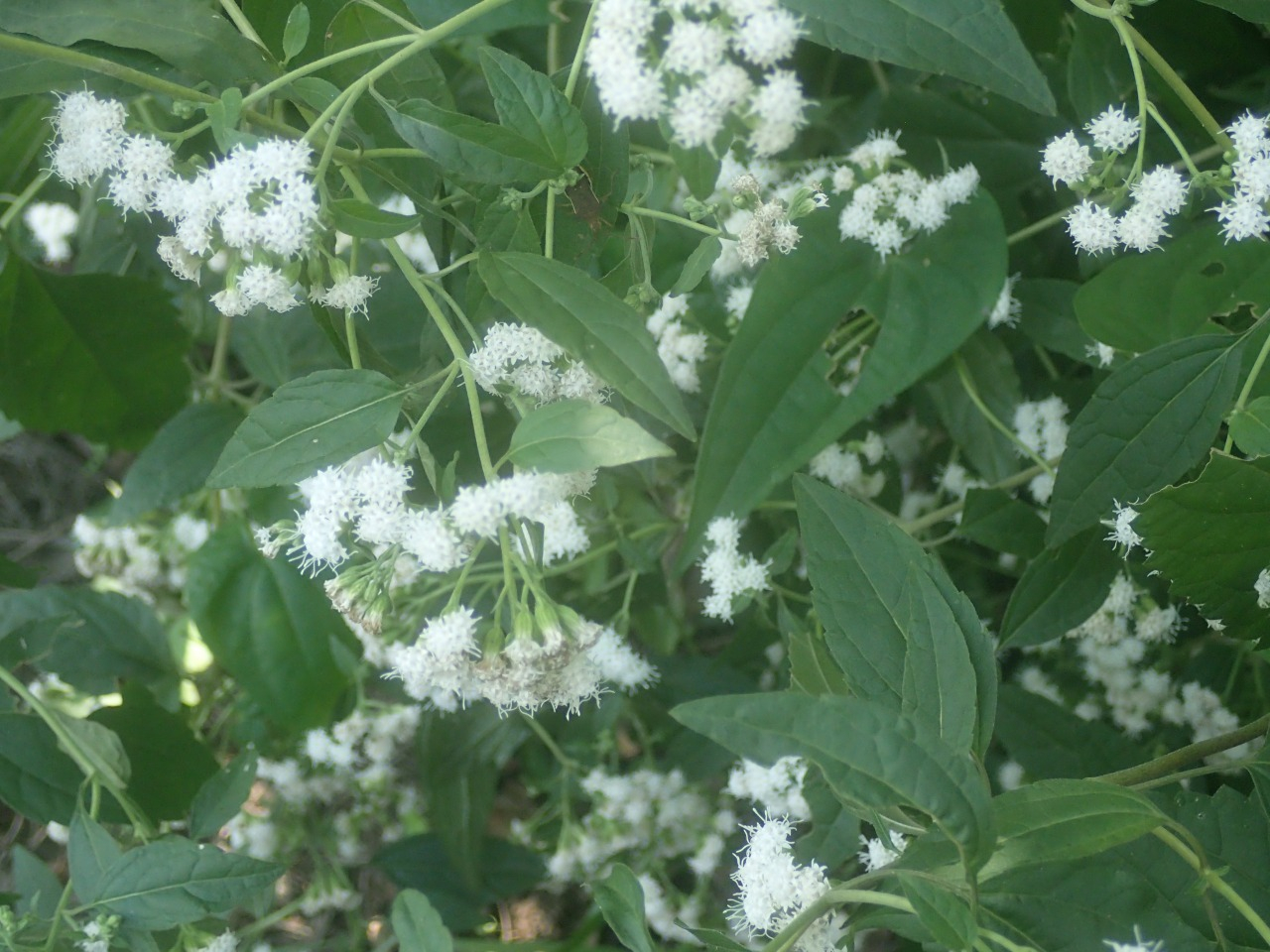 PA120323.JPG