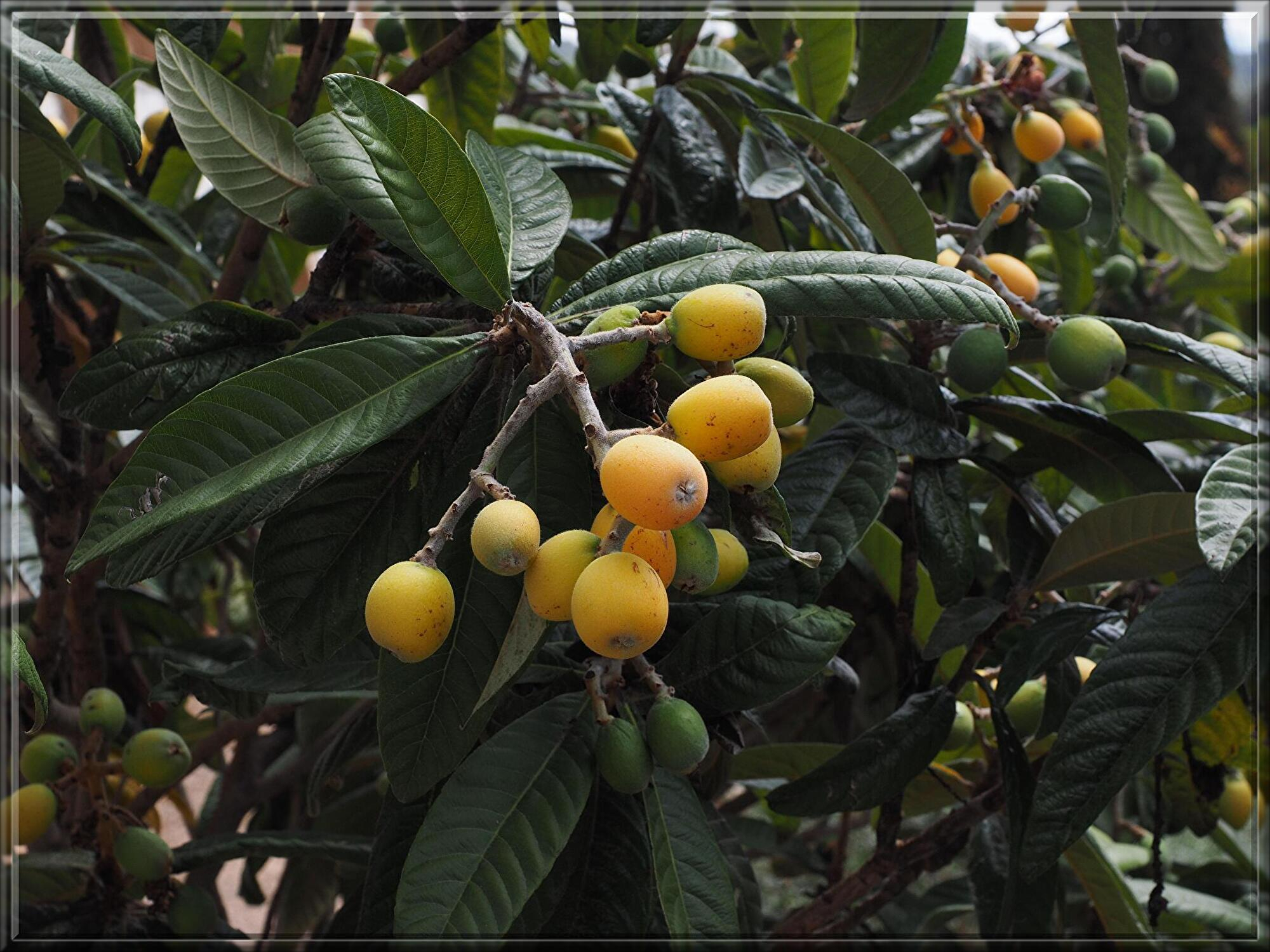 medlar-fruits-1117513.jpg