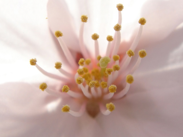 DSC04038.jpg